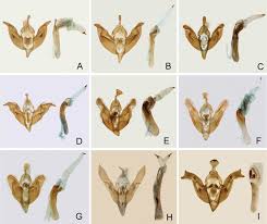 Attēlu rezultāti vaicājumam “Panolis flammea”