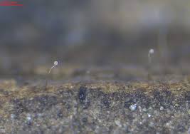 Attēlu rezultāti vaicājumam “Metatrichia floriformis stalked”