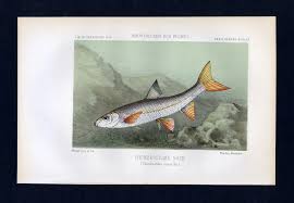 Image result for Chondrostoma nasus