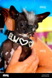 Image result for ugliest dog