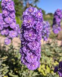Attēlu rezultāti vaicājumam “Delphinium elatum  fruit”