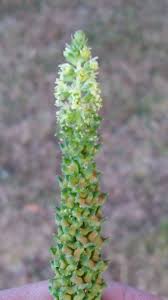 Image result for Reseda luteola