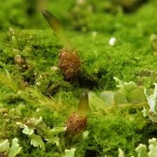Attēlu rezultāti vaicājumam “Buxbaumia aphylla sporophyte”