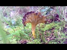 Attēlu rezultāti vaicājumam “Cantharellus lutescens”