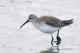 Attēlu rezultāti vaicājumam “Calidris ferruginea”