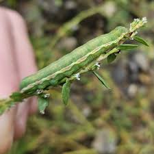 Attēlu rezultāti vaicājumam “Hadula trifolii”