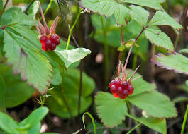 Attēlu rezultāti vaicājumam “Rubus nessensis”