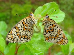 Attēlu rezultāti vaicājumam “Melitaea phoebe underside”