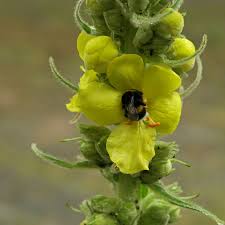 Attēlu rezultāti vaicājumam “Verbascum thapsus bud”