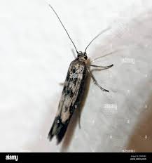 Attēlu rezultāti vaicājumam “Scythris limbella”