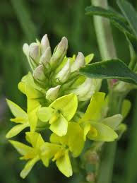 Attēlu rezultāti vaicājumam “Medicago x varia”