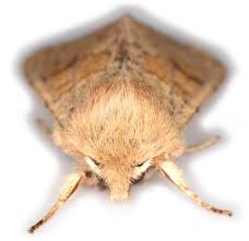 Attēlu rezultāti vaicājumam “Orthosia miniosa”