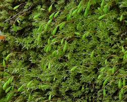 Attēlu rezultāti vaicājumam “Pohlia”