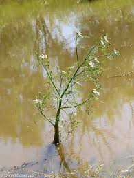 Attēlu rezultāti vaicājumam “Oenanthe aquatica”