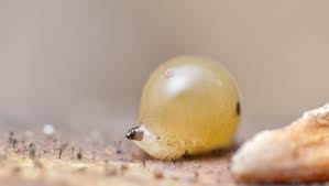 Attēlu rezultāti vaicājumam “Phronia sp. larva”