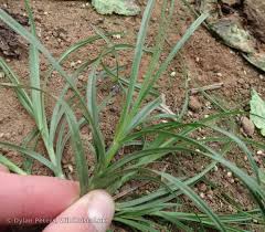 Attēlu rezultāti vaicājumam “Carex hirta”