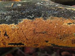 Attēlu rezultāti vaicājumam “Ceriporia purpurea”