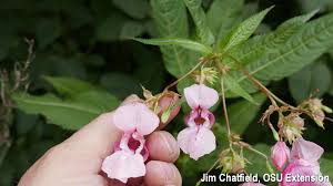 Attēlu rezultāti vaicājumam “Impatiens glandulifera flower”