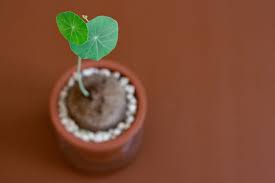 Attēlu rezultāti vaicājumam “Trichia erecta stalked”