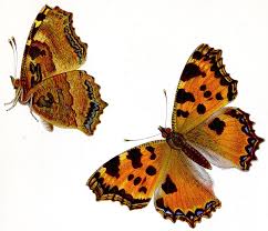 Attēlu rezultāti vaicājumam “Nymphalis polychloros upperside”