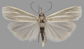 Attēlu rezultāti vaicājumam “Crambus hamella”