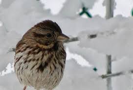 Image result for Melospiza melodia