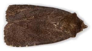 Attēlu rezultāti vaicājumam “Rusina ferruginea female”