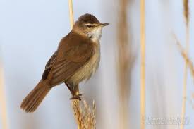 Image result for Acrocephalus agricola