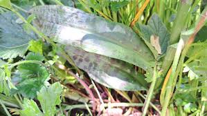 Attēlu rezultāti vaicājumam “Dactylorhiza fuchsii leaf”