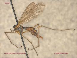 Attēlu rezultāti vaicājumam “Ptychoptera sp. female”