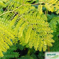 Attēlu rezultāti vaicājumam “Gleditsia triacanthos”