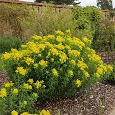 Attēlu rezultāti vaicājumam “Euphorbia palustris flower”