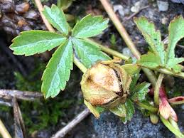 Attēlu rezultāti vaicājumam “Potentilla reptans bud”