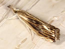 Attēlu rezultāti vaicājumam “Catoptria verellus”