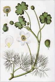 Attēlu rezultāti vaicājumam “Batrachium”