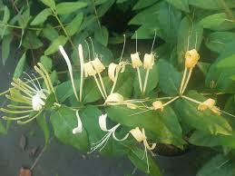 Attēlu rezultāti vaicājumam “Lonicera caerulea var. pallasii flower”