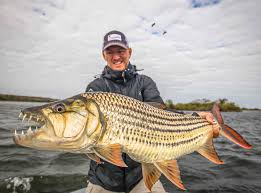 Image result for Goliath Tigerfish