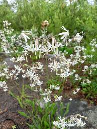 Attēlu rezultāti vaicājumam “Silene nutans flower”