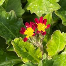 Attēlu rezultāti vaicājumam “Primula x margotae flower”