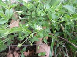 Attēlu rezultāti vaicājumam “Moehringia trinervia leaf”