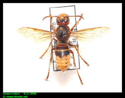 Attēlu rezultāti vaicājumam “Vespa crabro”