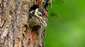 Attēlu rezultāti vaicājumam “Dendrocopos major juvenile”