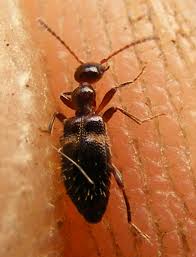 Attēlu rezultāti vaicājumam “Anthicidae”