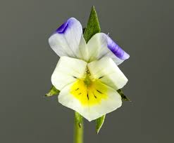 Attēlu rezultāti vaicājumam “Viola arvensis flower”