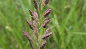 Attēlu rezultāti vaicājumam “Poa pratensis fruit”