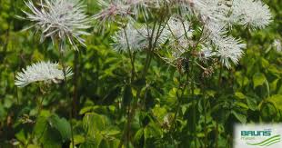 Attēlu rezultāti vaicājumam “Thalictrum aquilegifolium leaf”