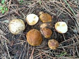 Attēlu rezultāti vaicājumam “Rhizopogon luteolus”