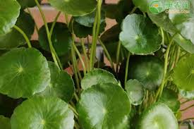 「銅錢草」的圖片搜尋結果