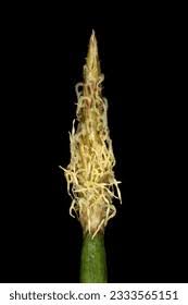 Attēlu rezultāti vaicājumam “Eleocharis palustris flower”