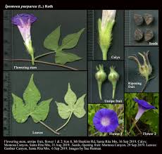 Image result for Ipomoea purpurea